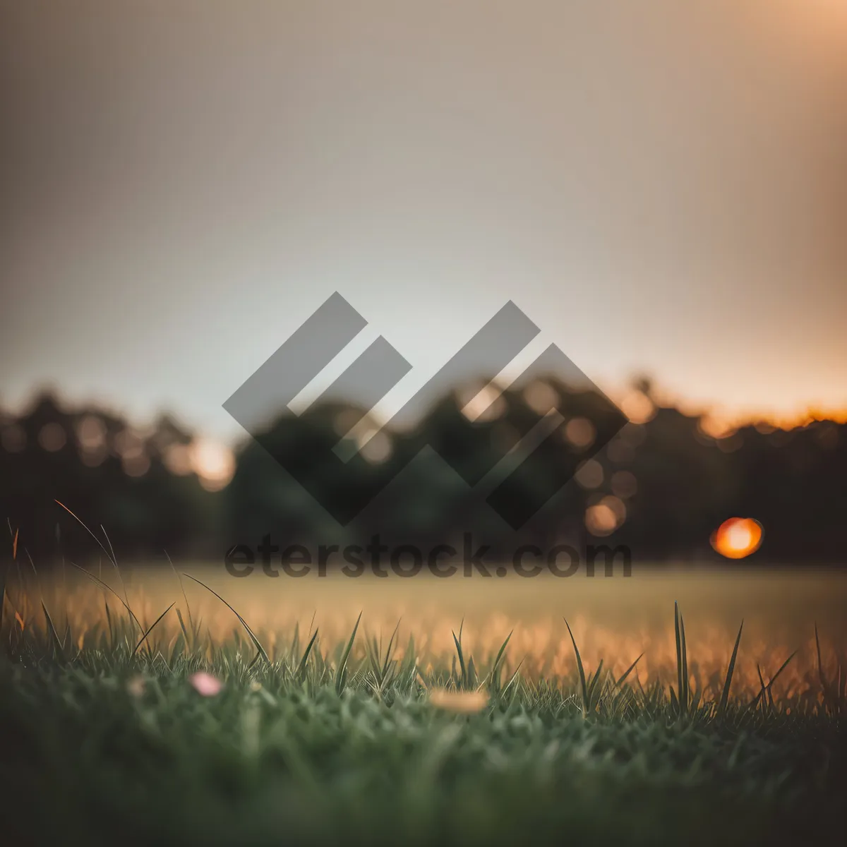 Picture of Golden Sunset Over Rural Meadow
