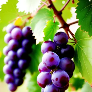 Vibrant Autumn Harvest Grapes