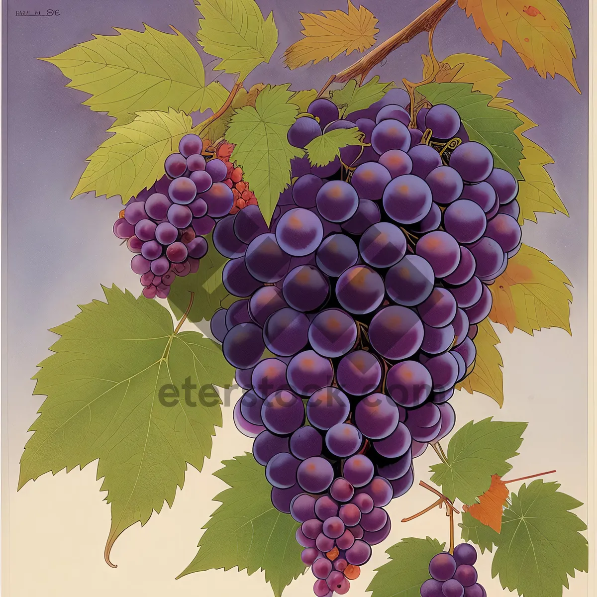 Picture of Fresh Autumn Harvest: Juicy Purple Grapes in Vineyard