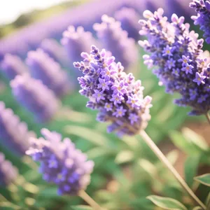 Purple Blooming Lupine in Garden Field