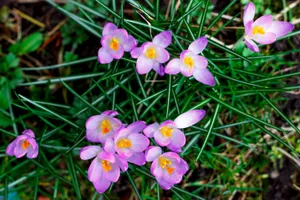 Pink Spring Blossoms in Garden