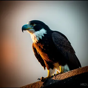 Majestic Falcon Soaring in the Wild