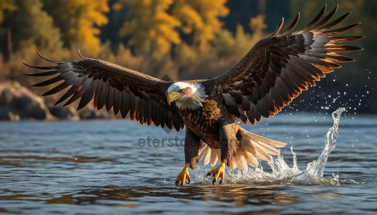 Picture of Bald Eagle in Flight - Majestic Predator Soaring High