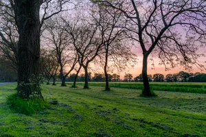 Yellow autumn park landscape with almond trees