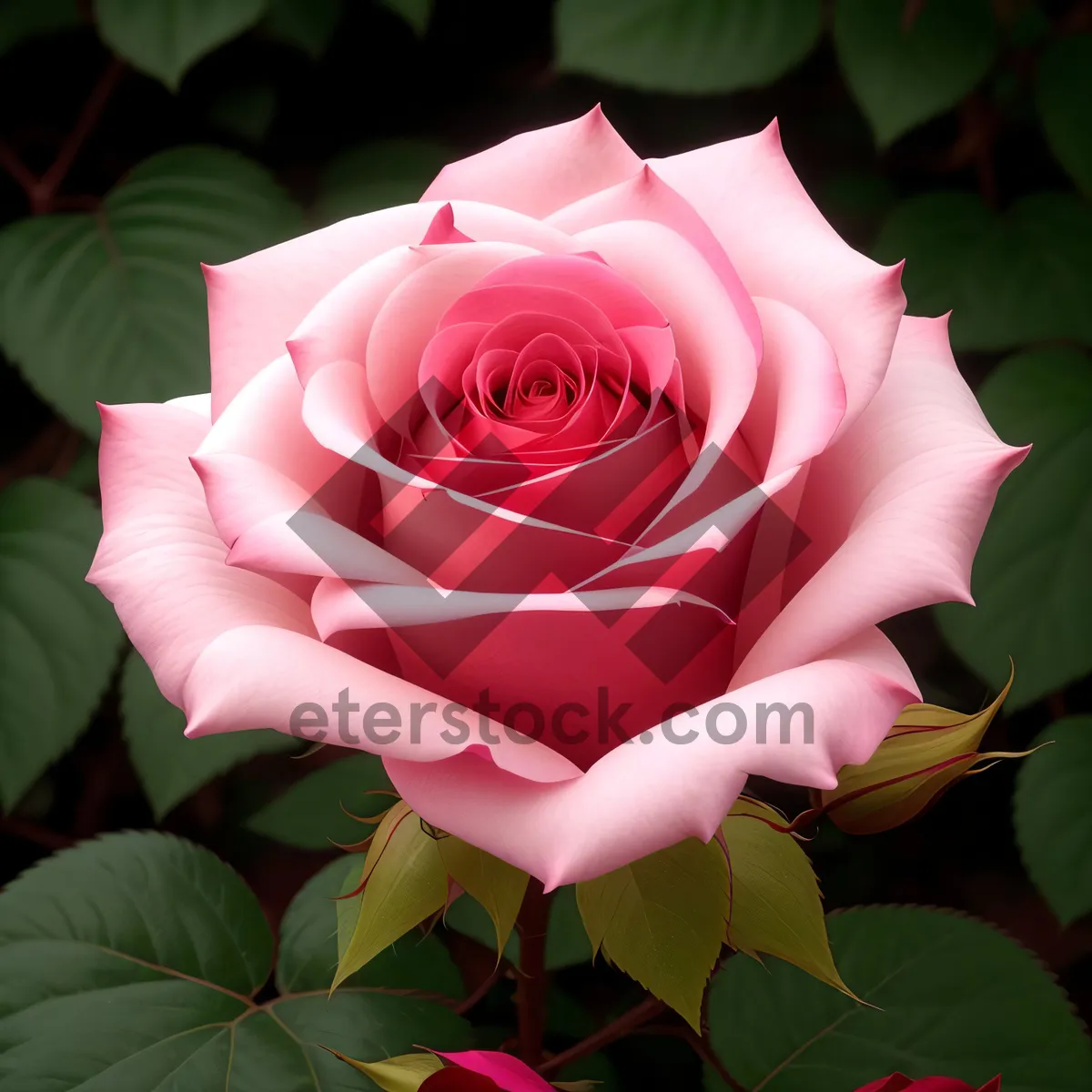 Picture of Romantic Pink Rose Blooms for a Memorable Wedding Gift