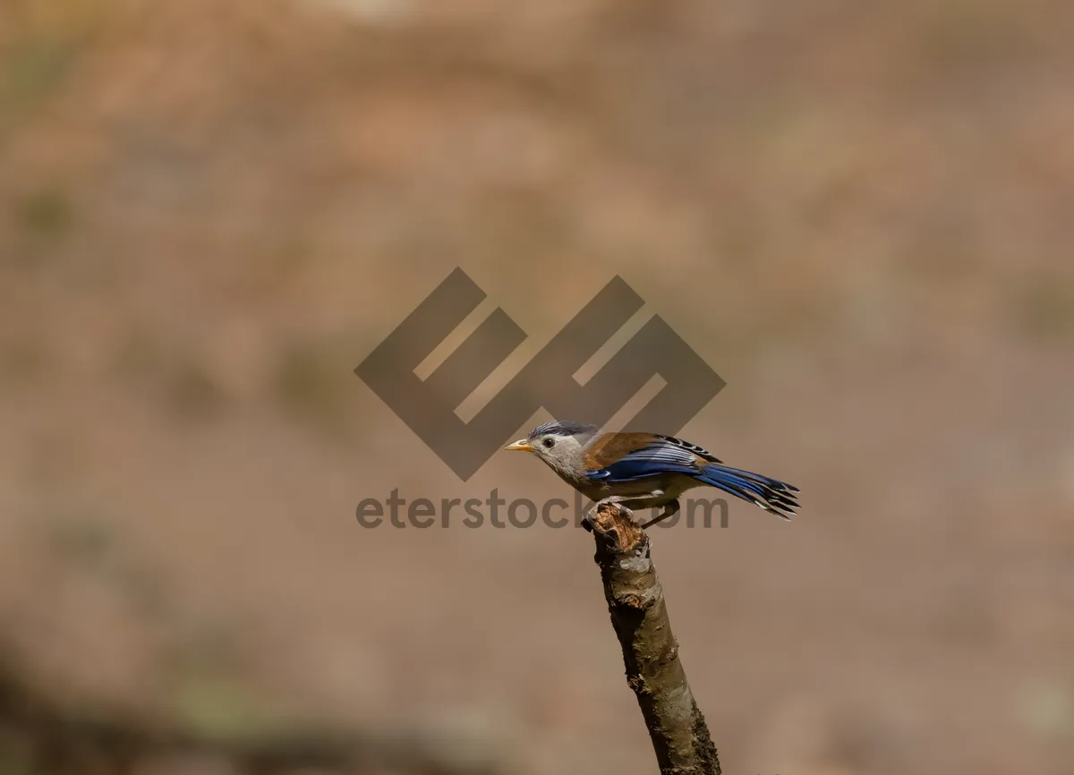 Picture of Wild Bee Eater Bird in Flight with Feathered Wings