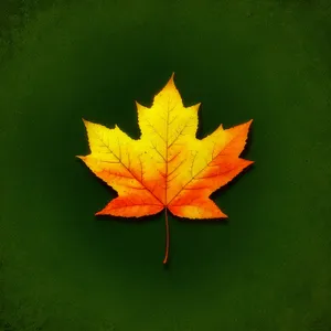 Vibrant Autumn Maple Leaf