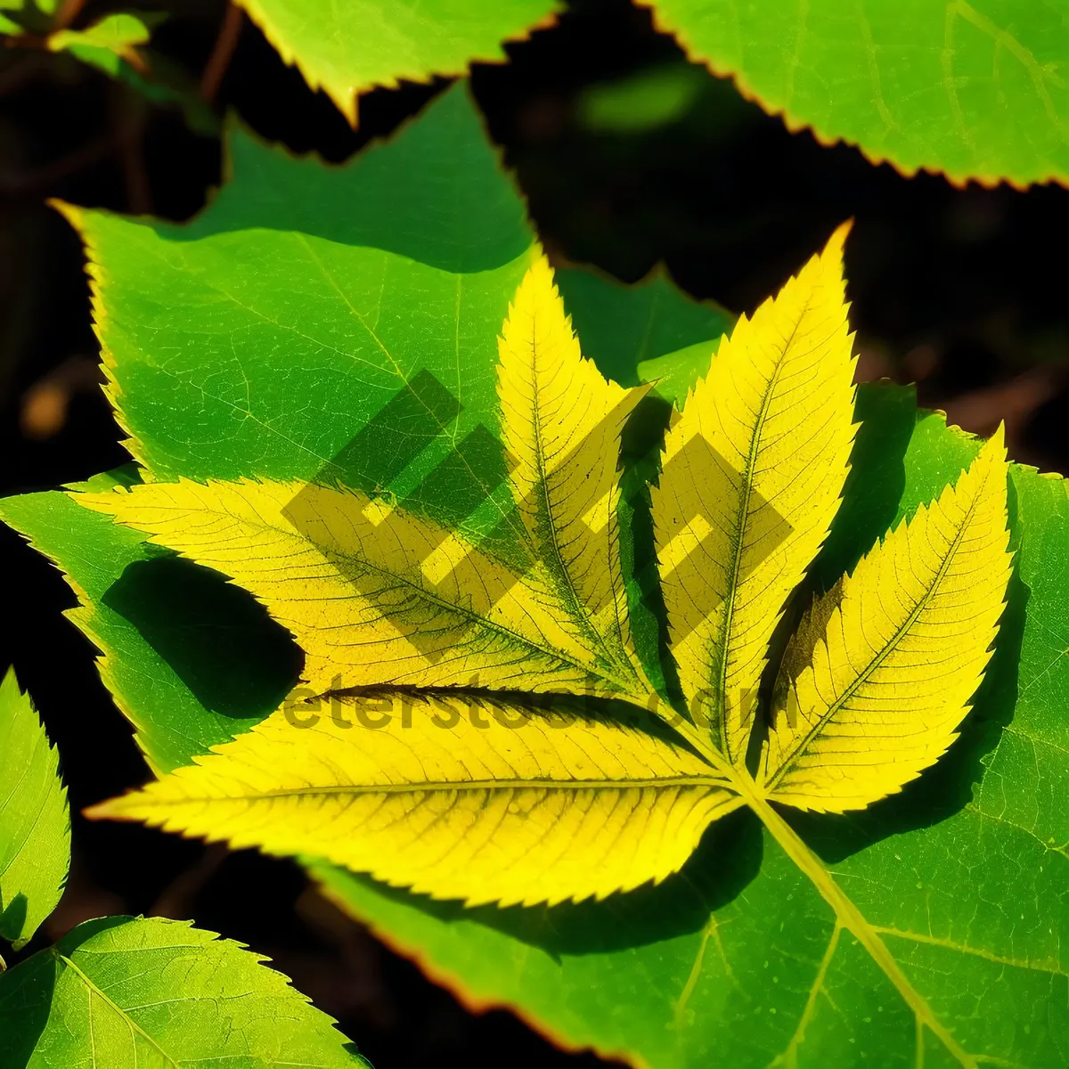 Picture of Lush Maple Leaves in Sunlit Woods