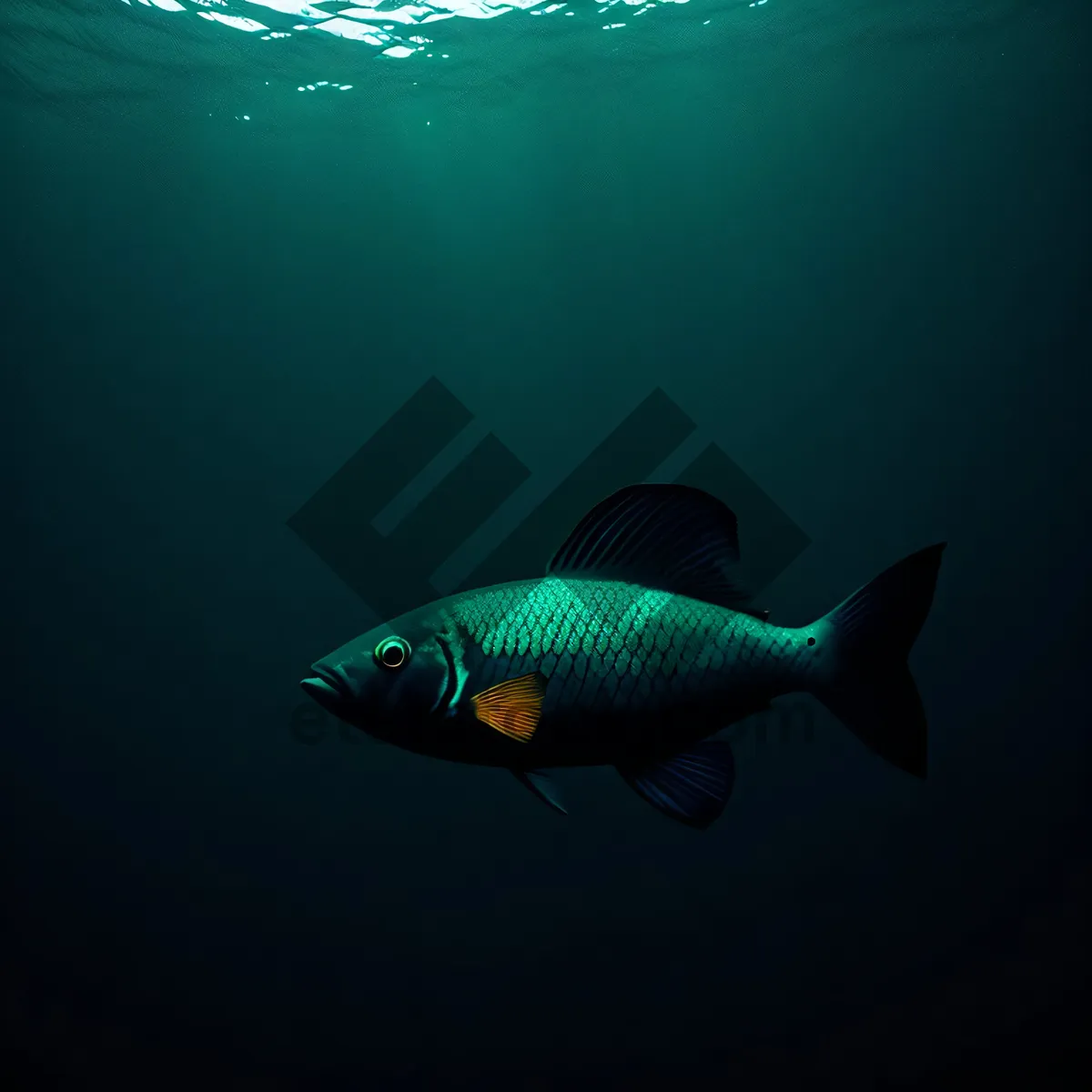 Picture of Tropical Coral Reef Fish in Underwater Aquarium.