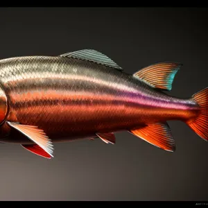 Underwater Snapper Bass Swimming in Aquarium