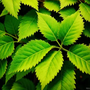 Vibrant Spring Foliage in Lush Forest