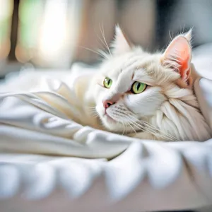 Cute feline with whiskers and fluffy fur