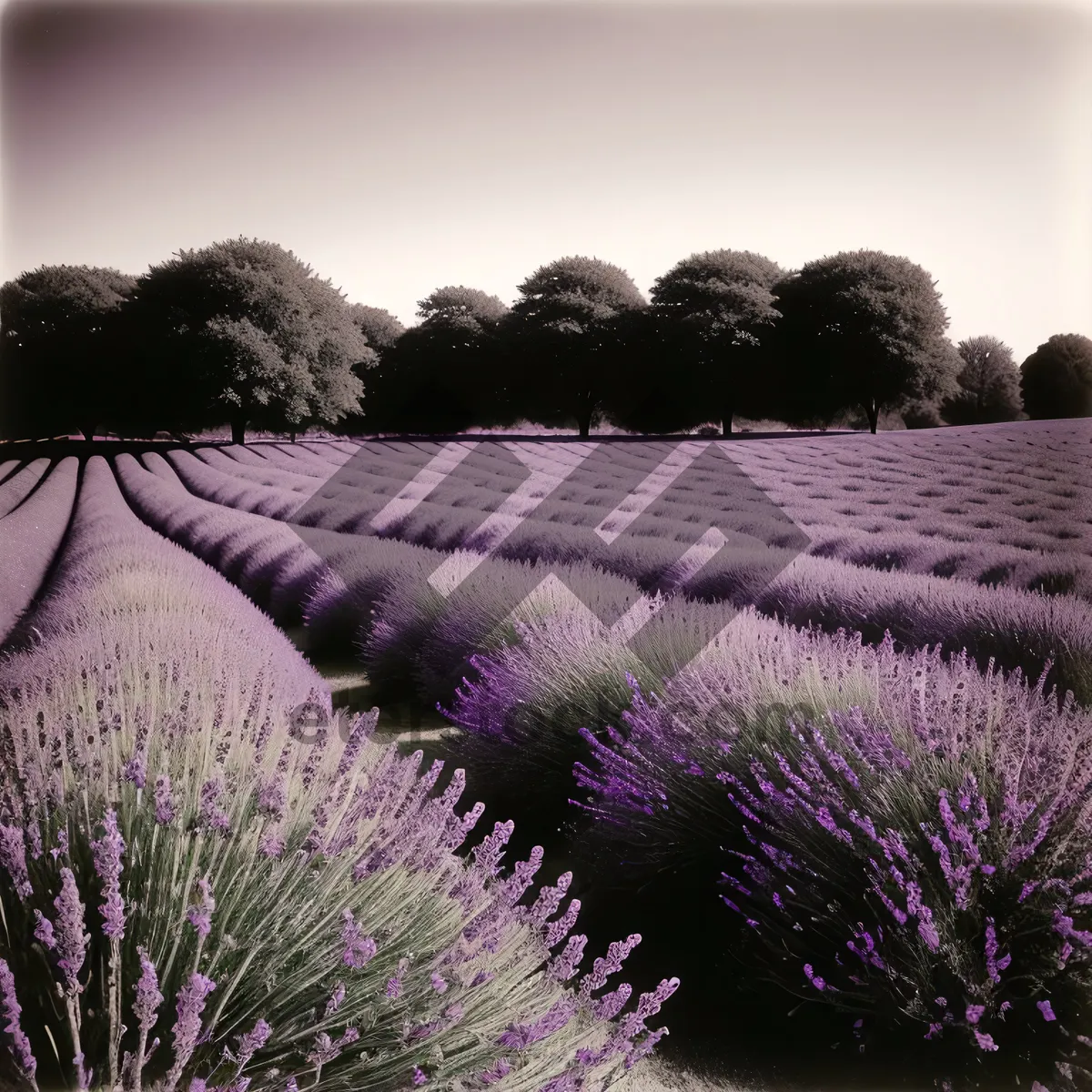 Picture of Vibrant Lavender Blooming in Picturesque Countryside