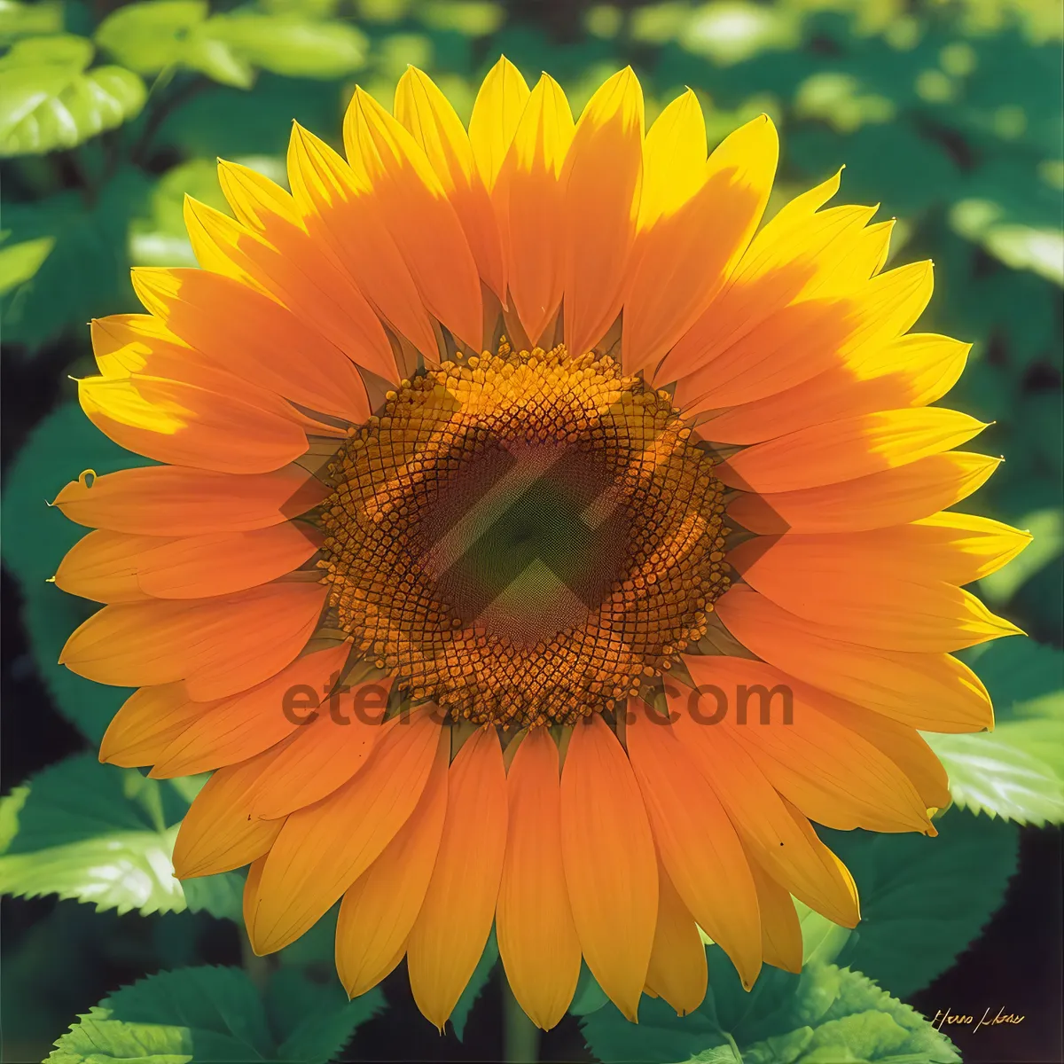 Picture of Sunflower Blossom in Vibrant Summer Field