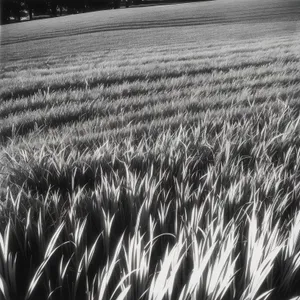 Golden Harvest: Bountiful Wheat Field in Rural Countryside