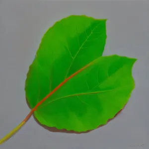 Bright Taro Leaf: Wild Ginger Foliage Wallpaper