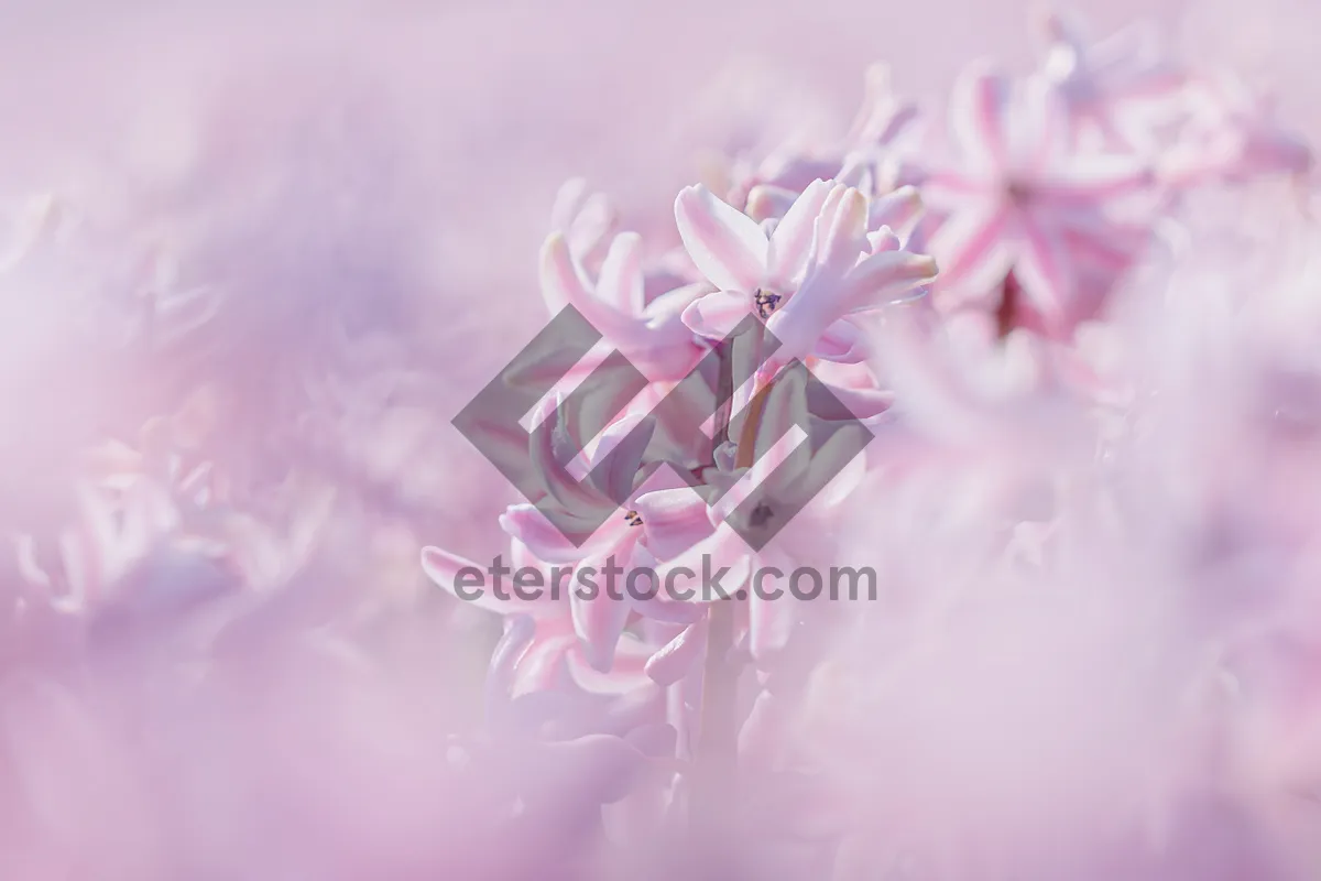 Picture of Pink and Purple Floral Bouquet Bouquet Bloom Decoration