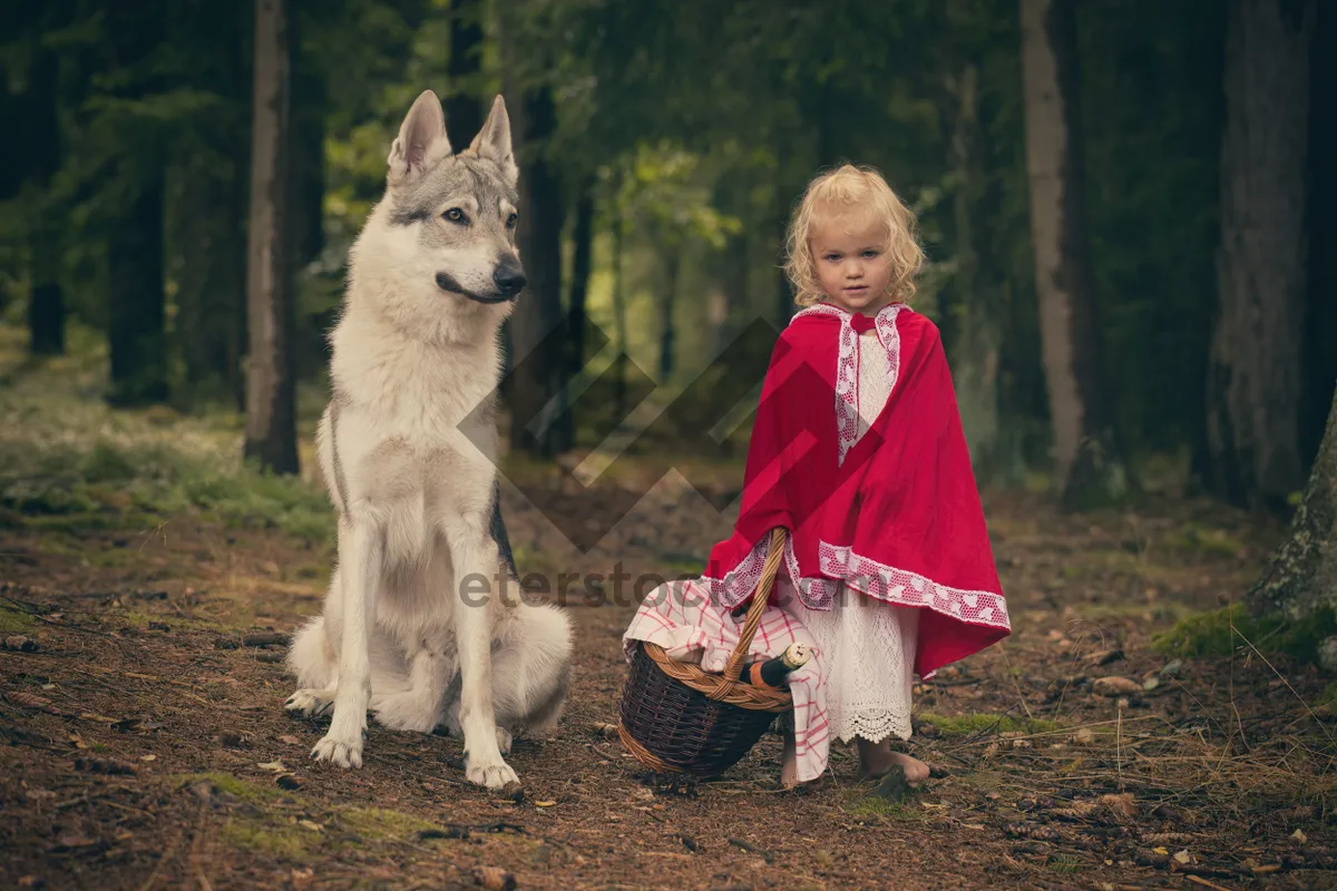 Picture of Majestic white malamute sled dog with piercing eyes