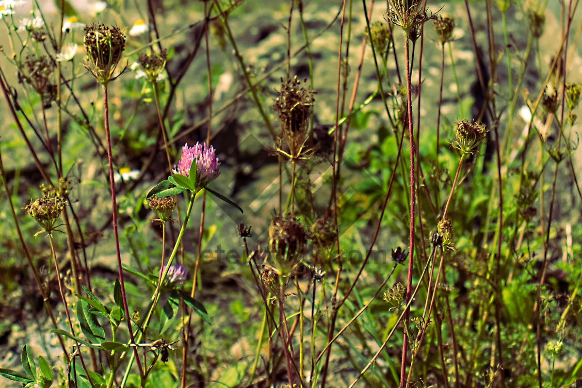 Picture of Common Teasel Blossom in Summer Meadow