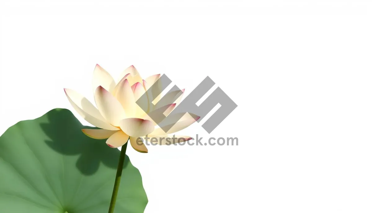Picture of Yellow Floral Bouquet in Bloom for Summer