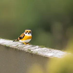 Vibrant Garden Visitors