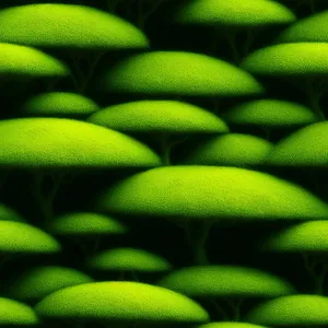 Fresh Green Soybean: Nutritious Organic Legume