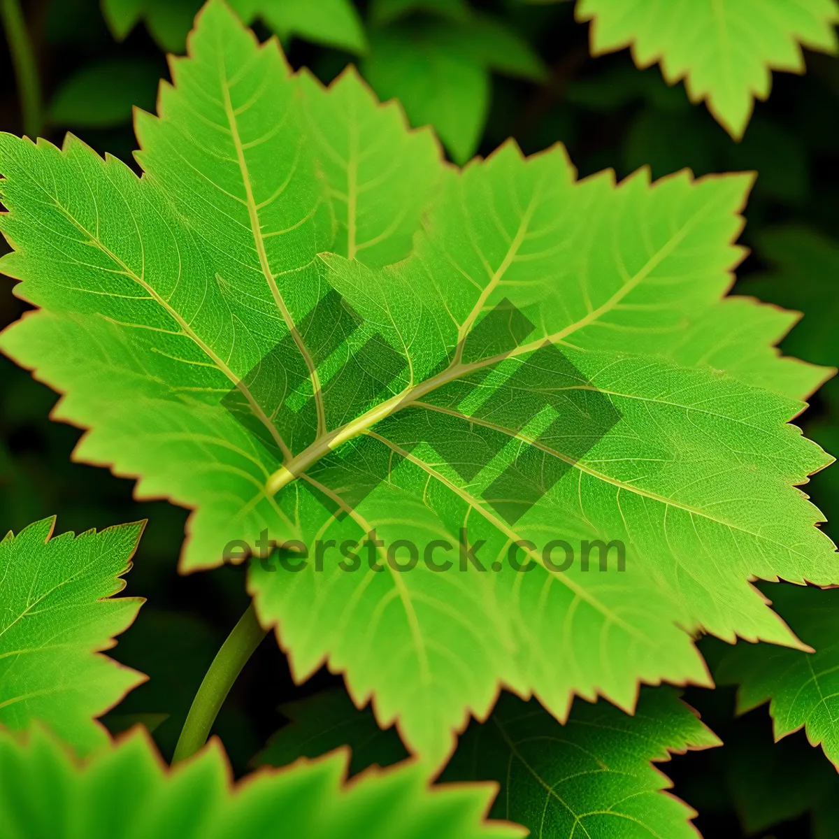 Picture of Lush Sumac Leaves in Sunlit Forest