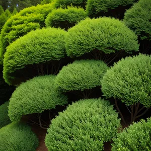 Fresh Green Maze of Natural Landscape with Vascular Plants