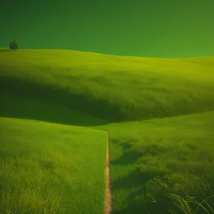 Golden Wheat Fields Under Clear Blue Sky