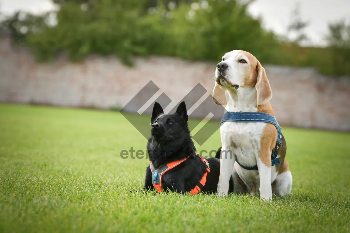 Picture of Cute puppy playing in the park with leash and ball