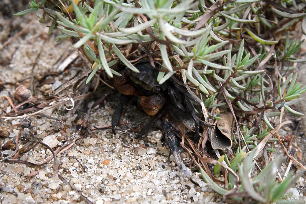 Picture of crab in the Grass