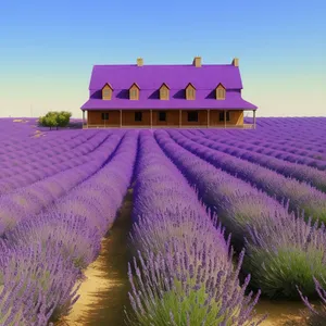 Blooming Lavender Fields in Rural Summer Landscape