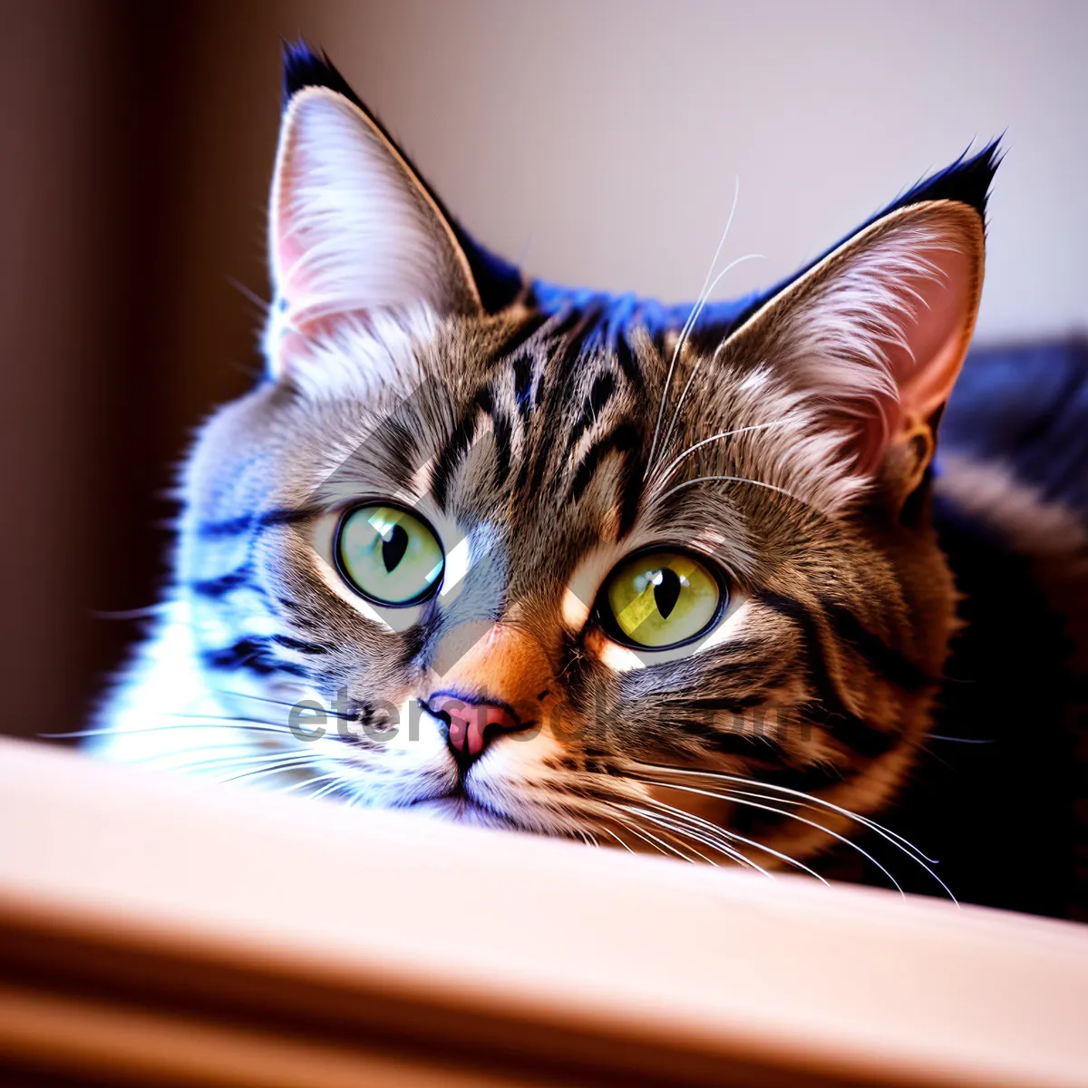 Picture of Adorable Gray Tabby Kitty with Curious Whiskers