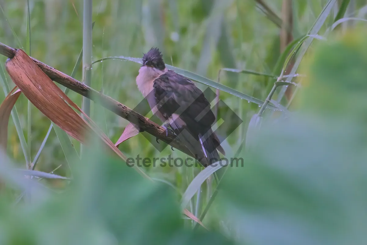 Picture of Hummingbird perched on tree branch with wings spread.