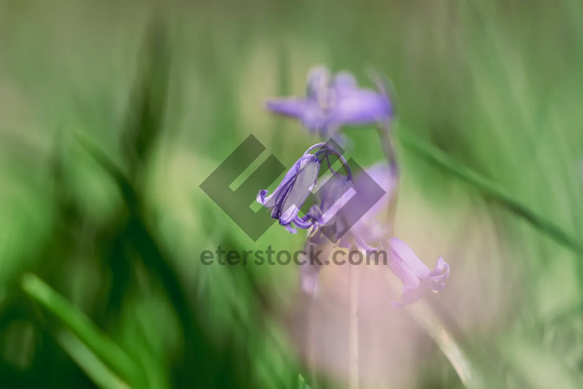 Picture of Blooming purple spiderwort in natural garden setting