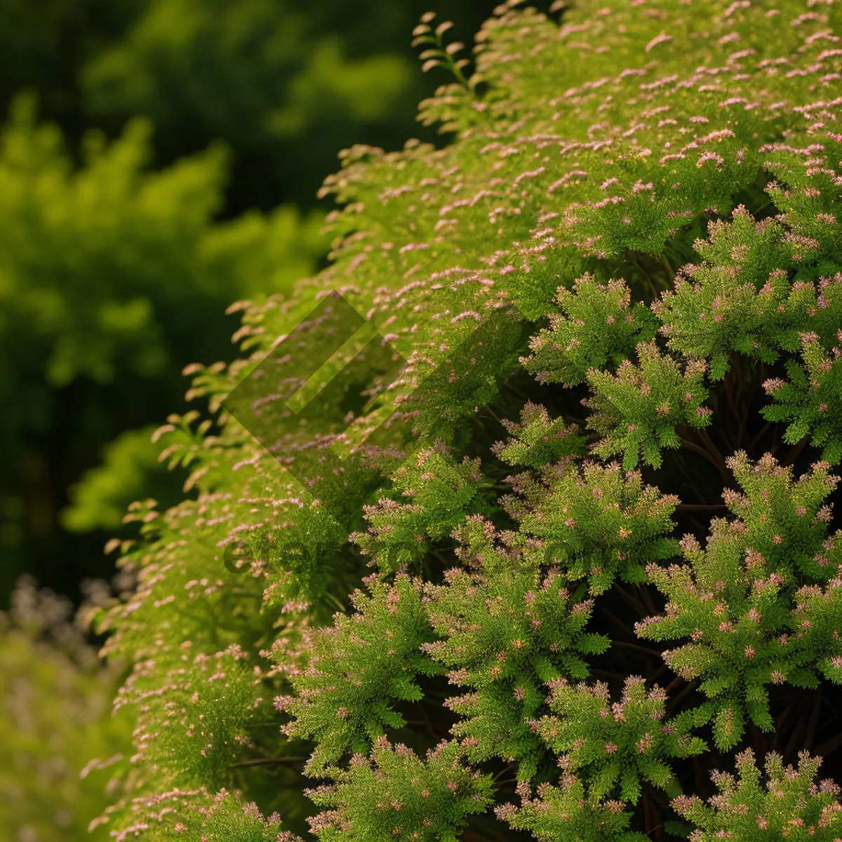 Picture of Fresh Spring Foliage in a Vascular Plant