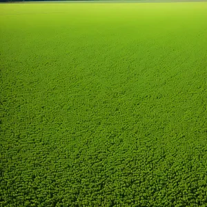 Greenery Textured Grass Field Backdrop