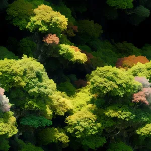 Serene Spring Forest with Lush Greenery