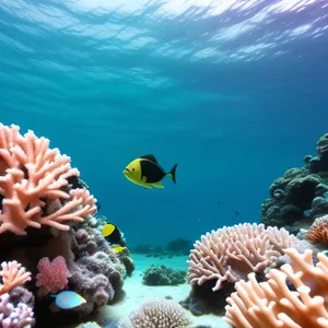 Colorful Underwater Coral Reef and Anemone Fish