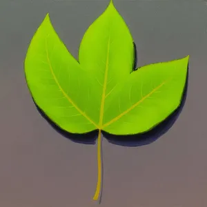 Vibrant Spring Lotus Leaf in a Garden