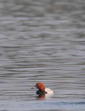 Waterfowl Reflection At Lakeside: Red-breasted Merganser In Nature