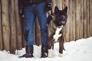 Winter Shepherd Dog Playing in the Snow