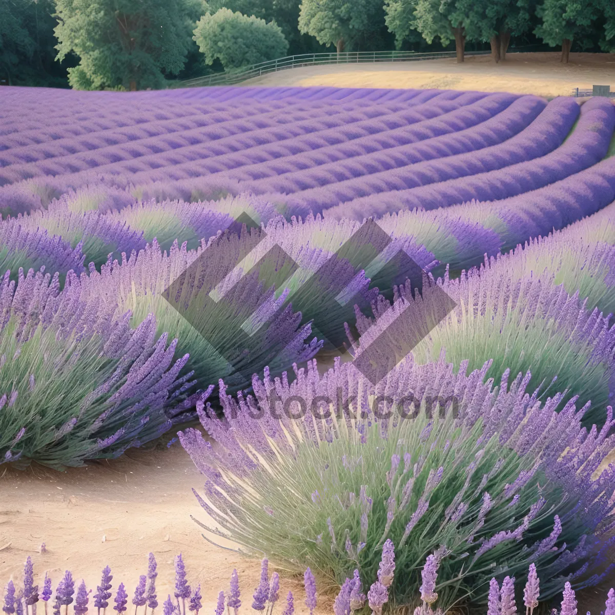 Picture of Blooming Lavender Field in Rural Countryside Landscape