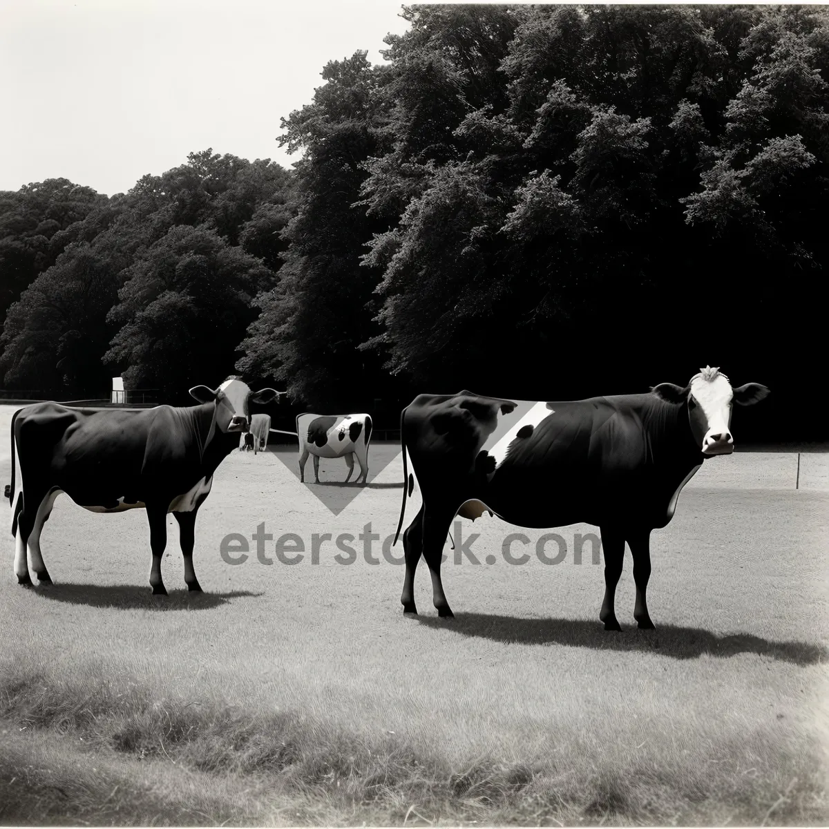 Picture of Serene Rural Meadow with Grazing Livestock