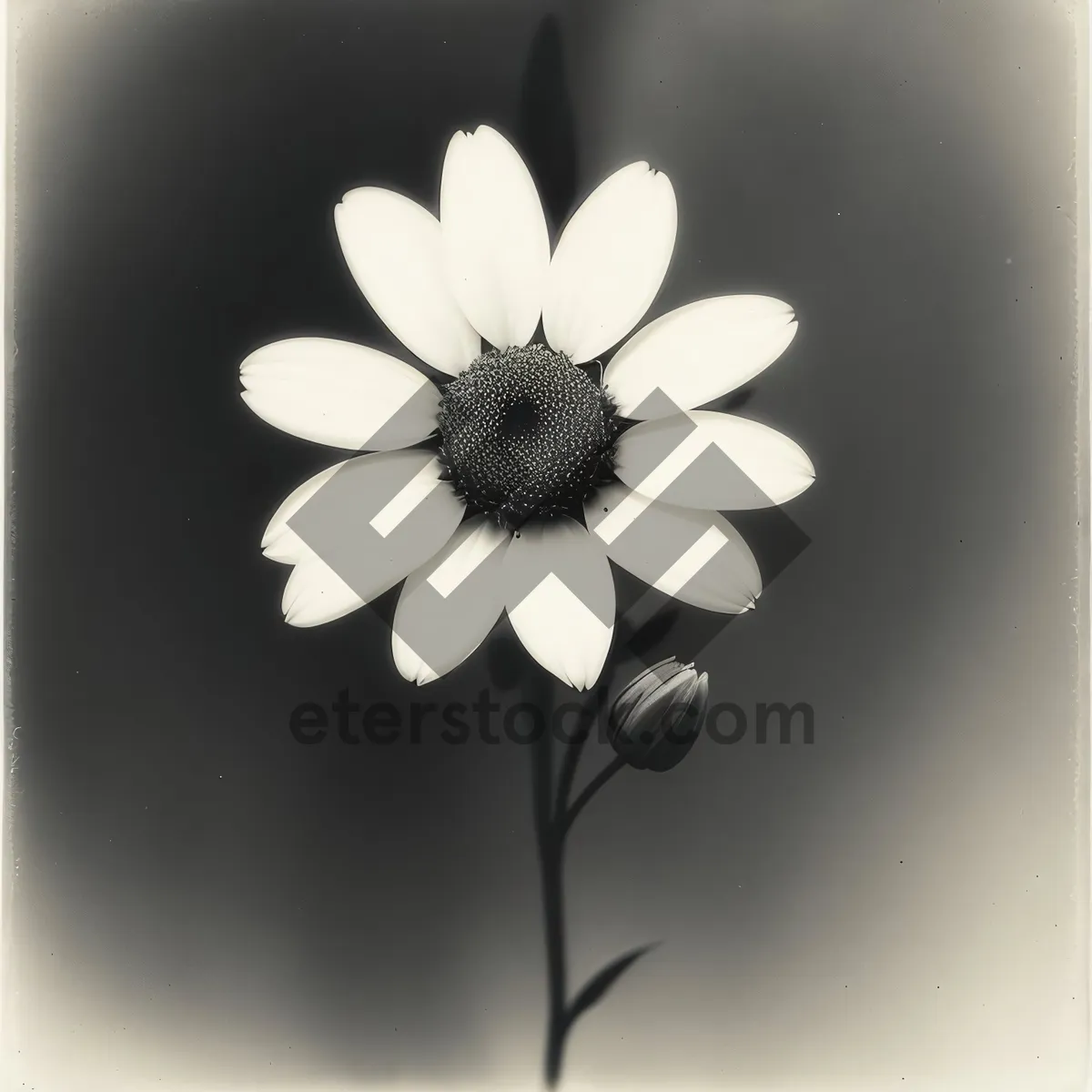 Picture of White Daisy Blossom in Full Bloom