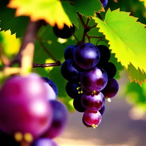 Juicy Vineyard Grapes: Fresh, Sweet, and Organic