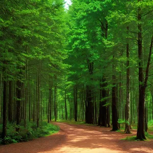 Serene Forest Path with Sunlit Trees