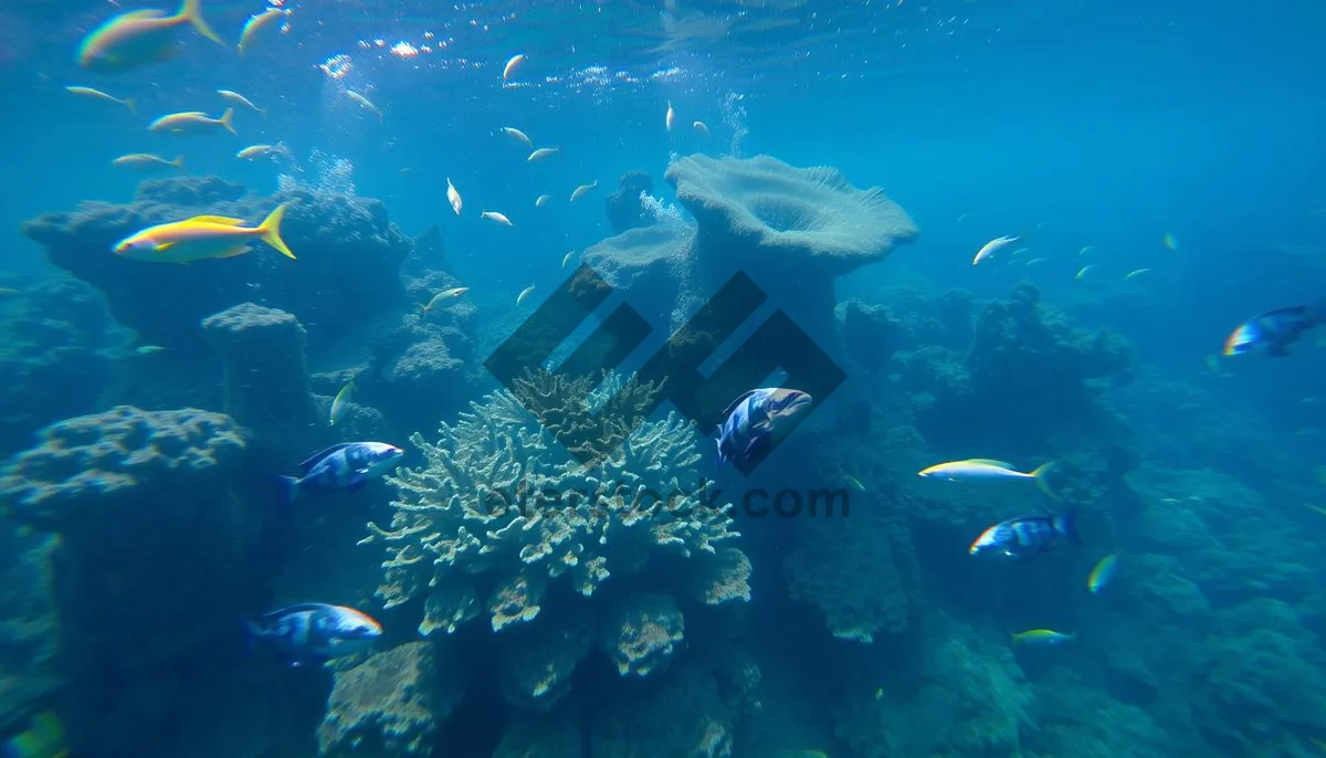 Picture of Tropical fish swimming in sunlit coral reef