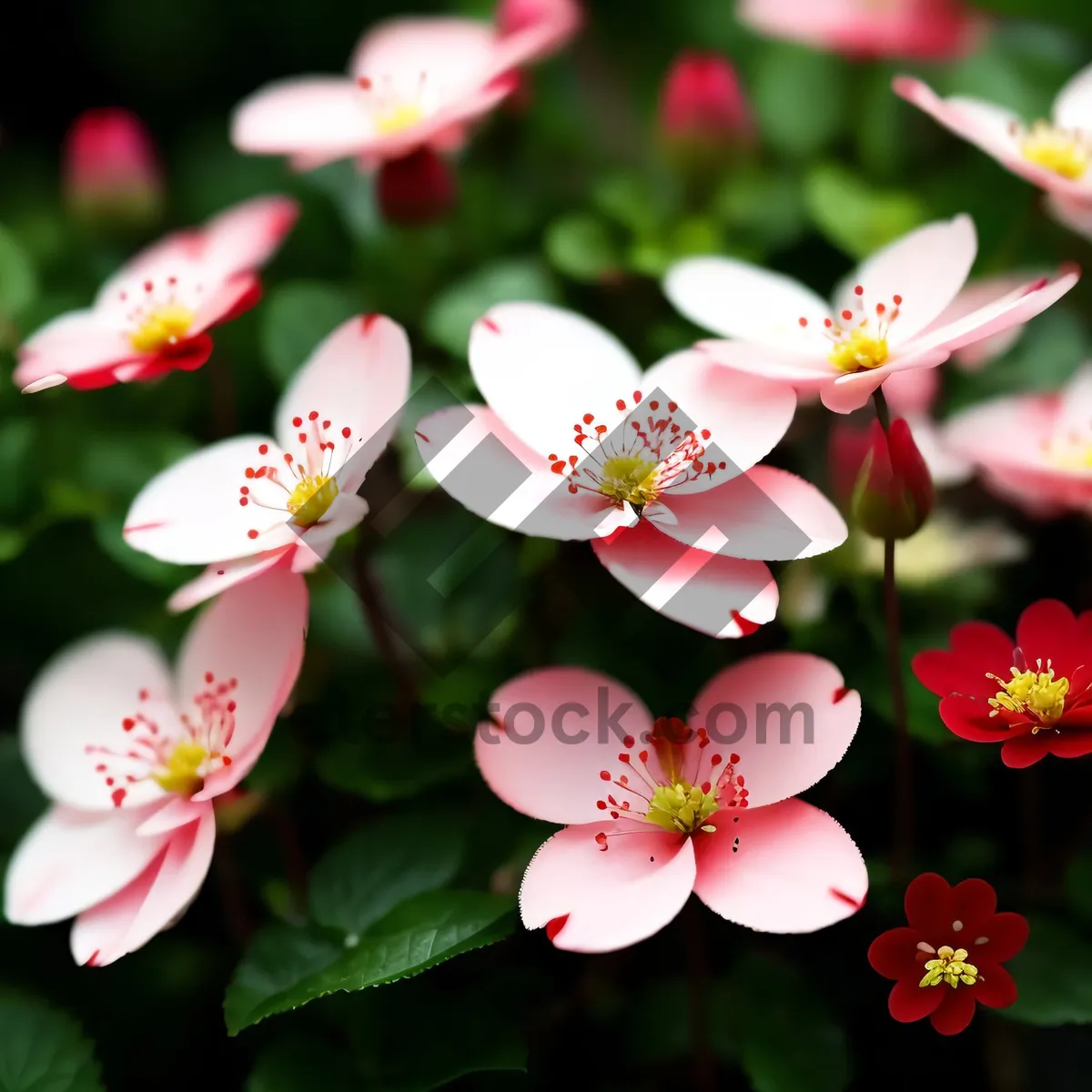 Picture of Vibrant Pink Blossom in Spring Garden