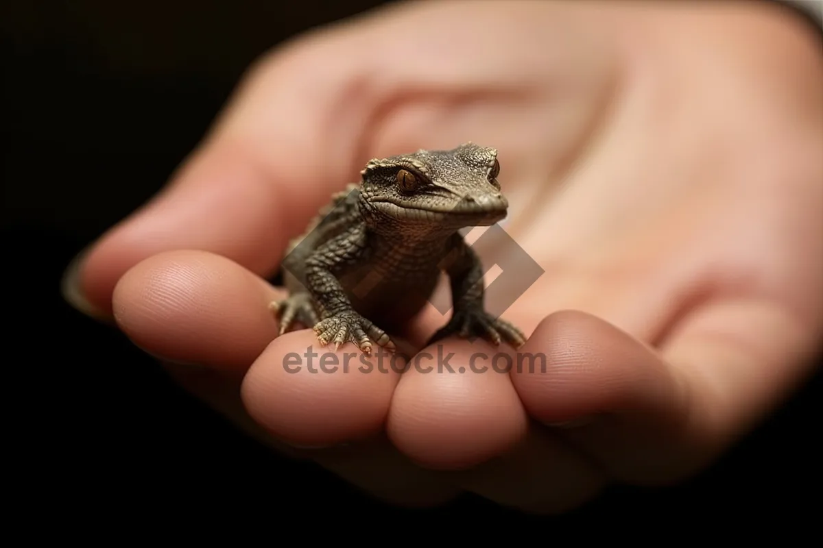 Picture of Close-up of wild alligator lizard eye